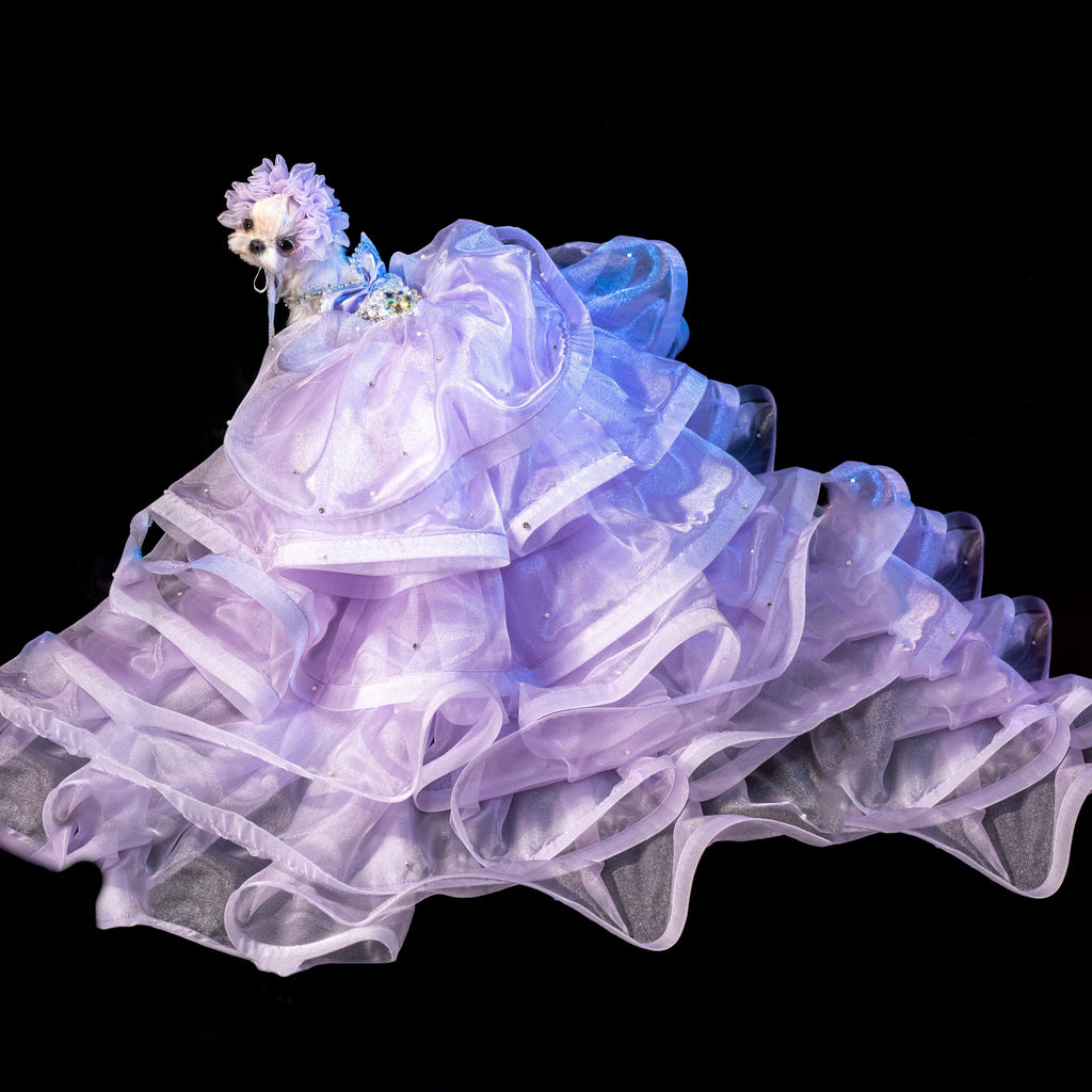 Gilded Paw Paw Estrella Pet Dress