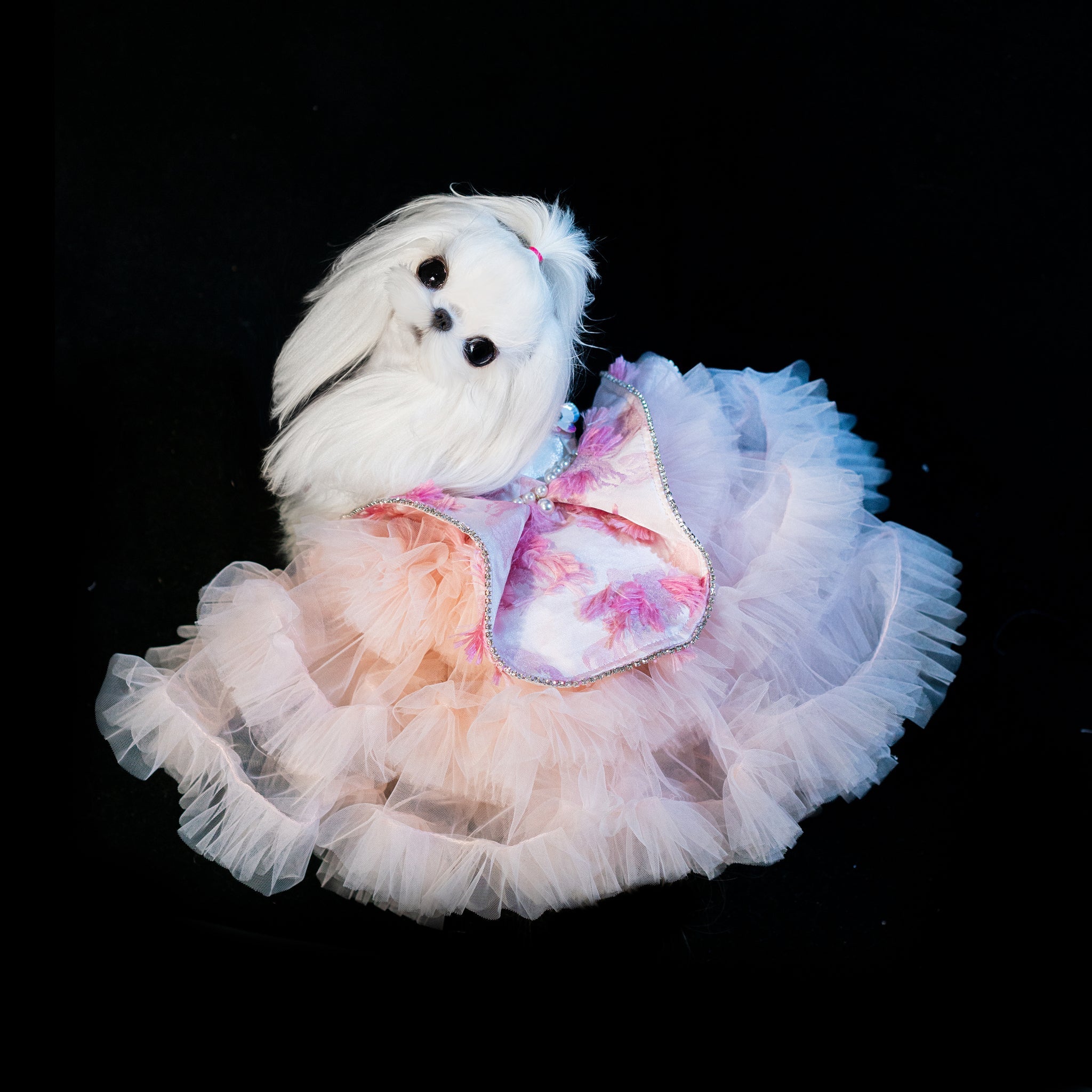 Gilded Paw Paw Summer Verse Pet Dress