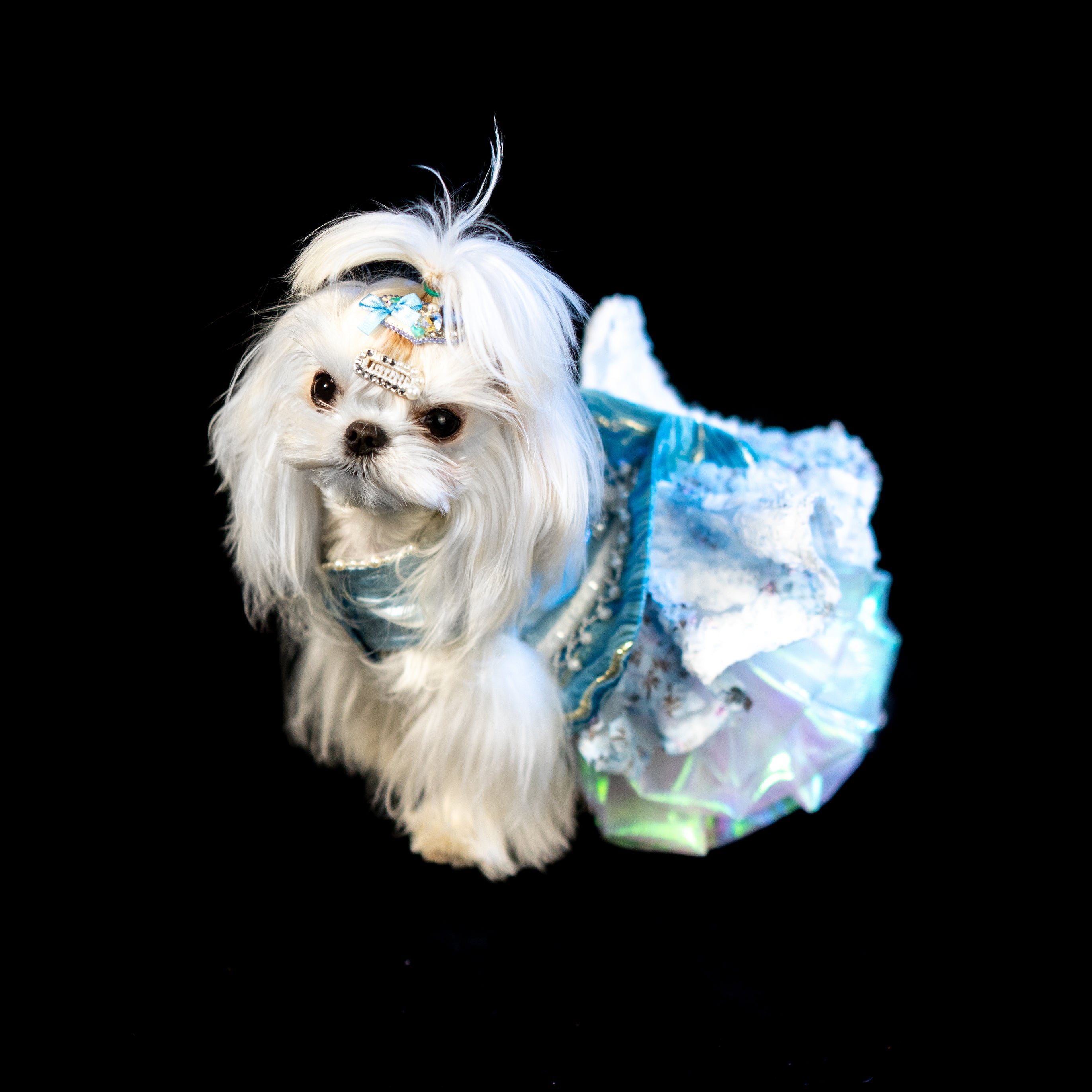 Gilded Paw Paw Springtime Pet Dress