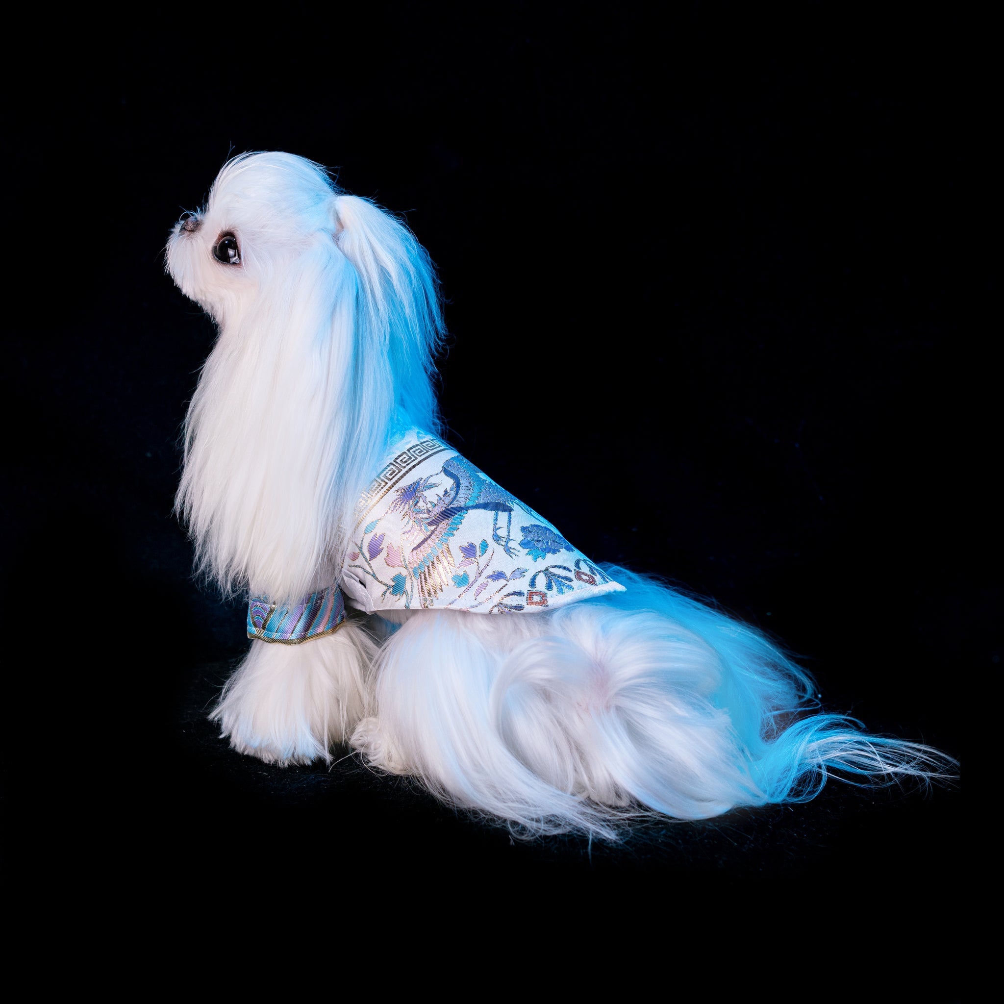 Gilded Paw Paw Imperial Auspices Pet Shirt