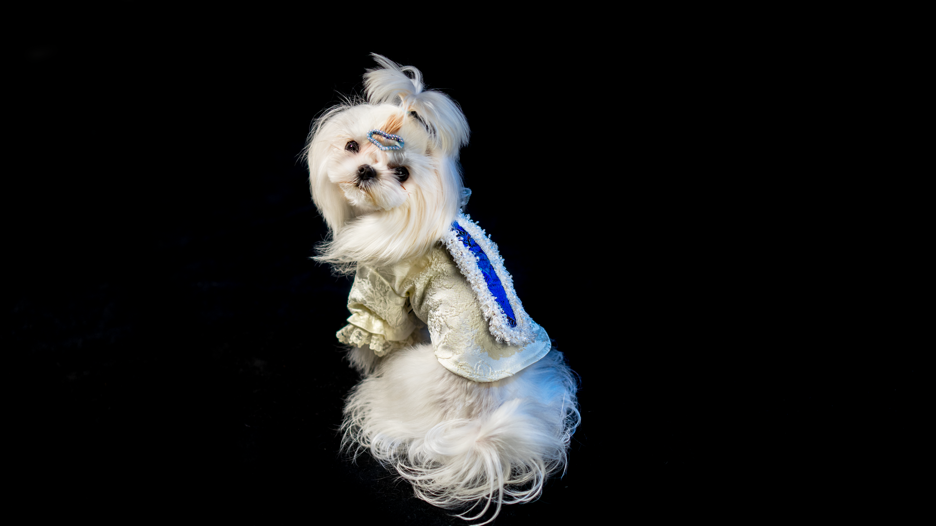 Gilded Paw Paw Galette Pet Shirt