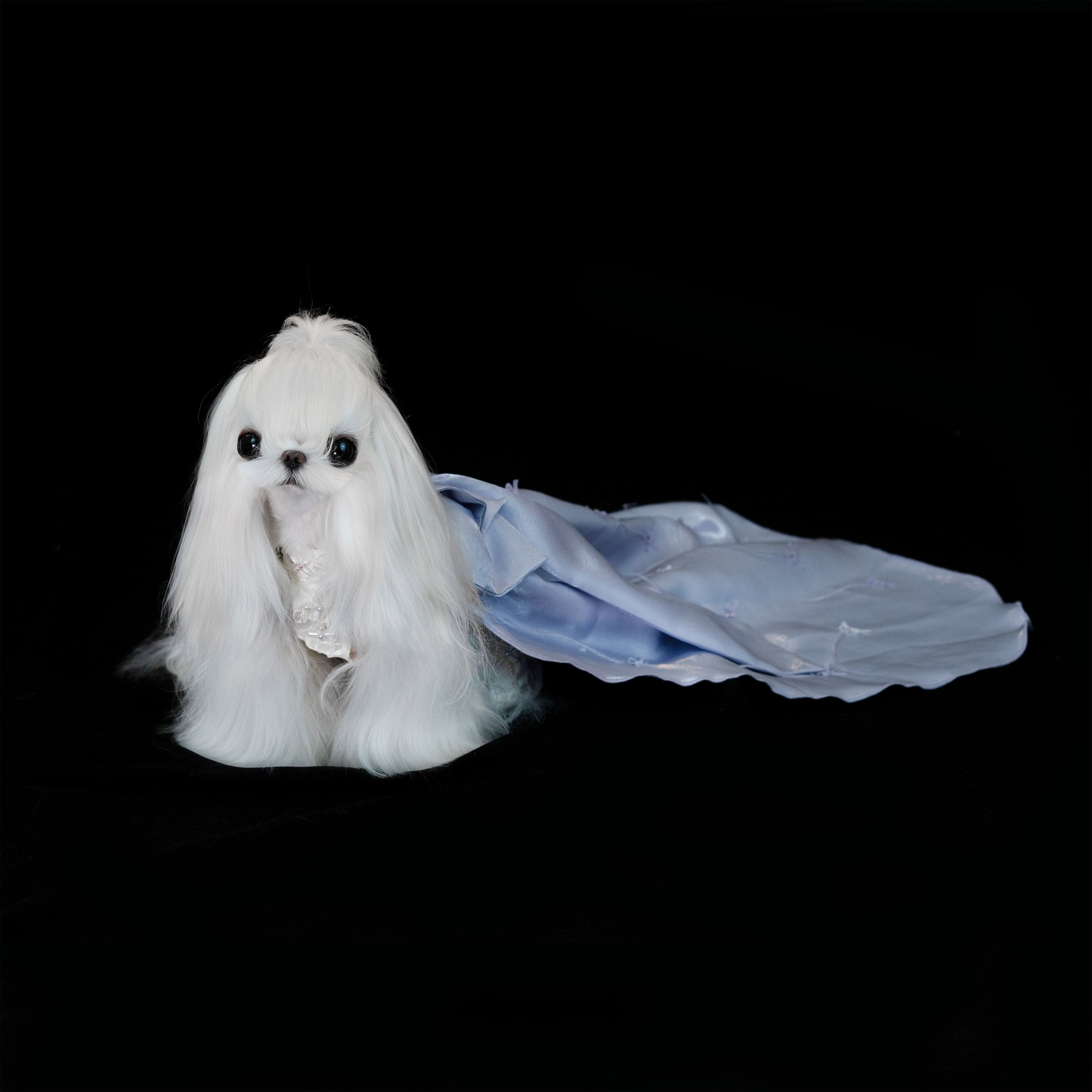 Gilded Paw Paw Berlin Sound Pet Dress