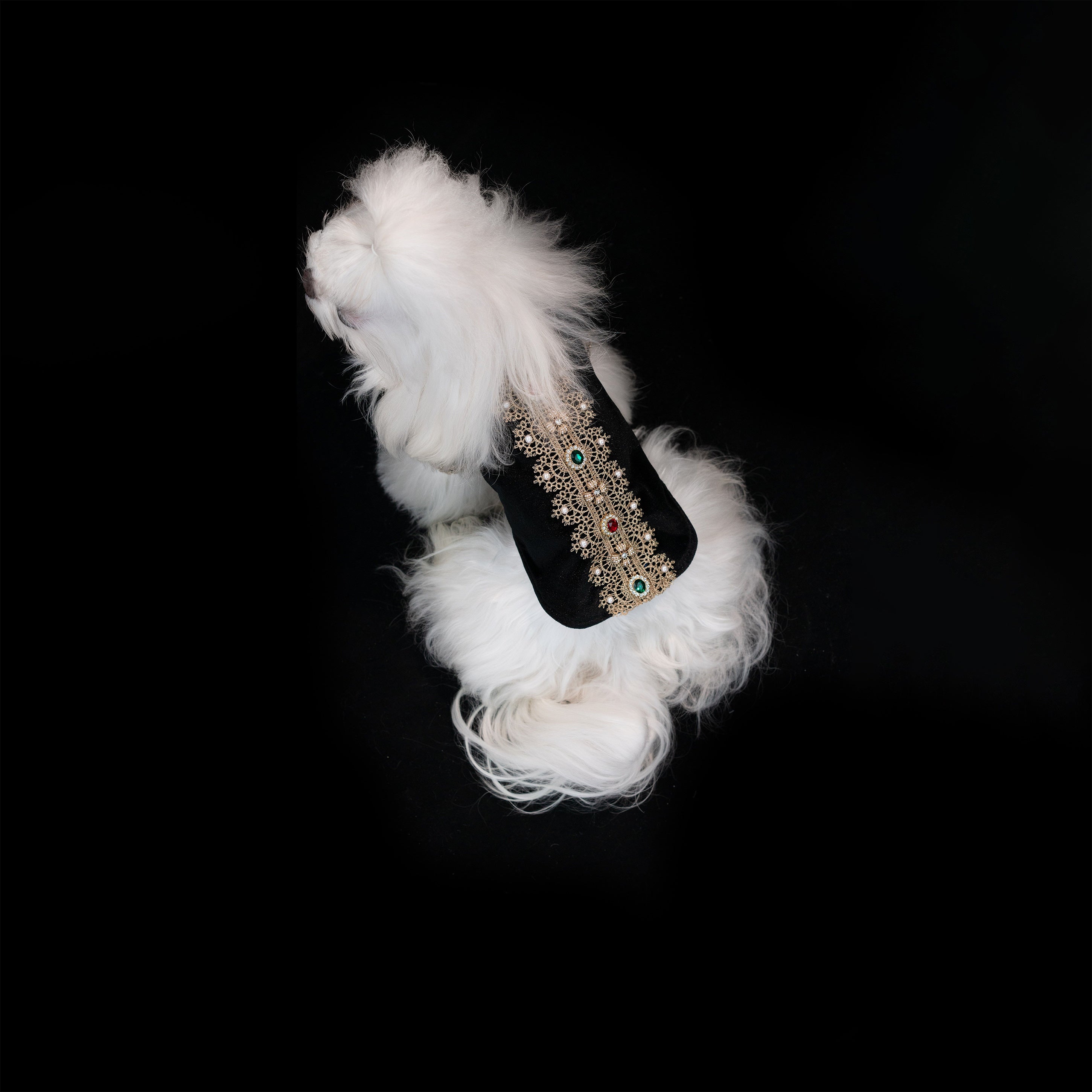 Gilded Paw Paw France·Black Pet Coat