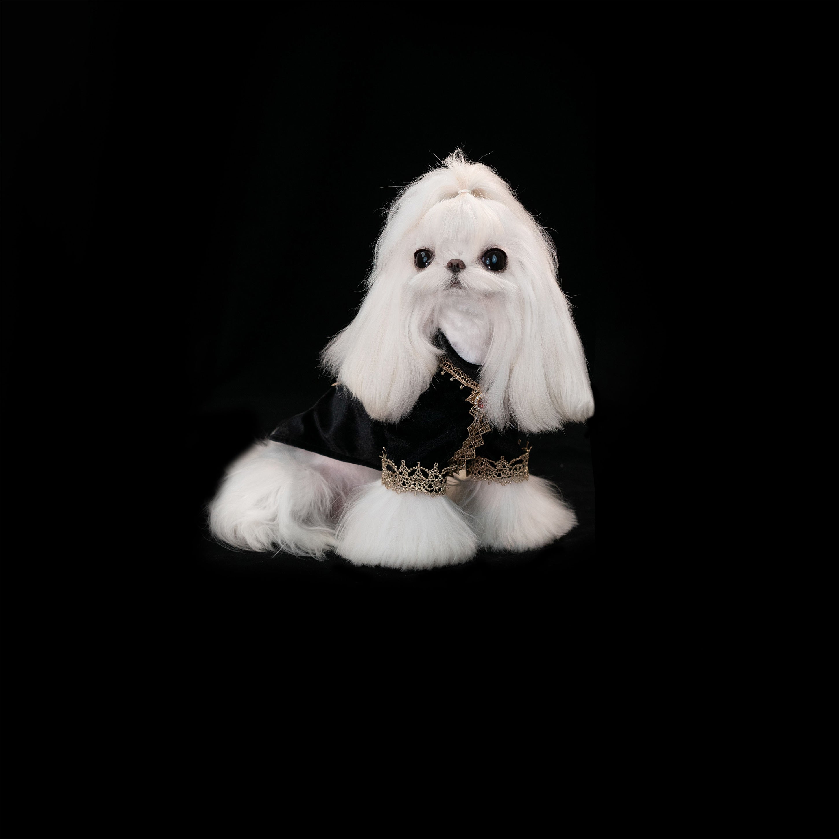 Gilded Paw Paw France·Black Pet Coat