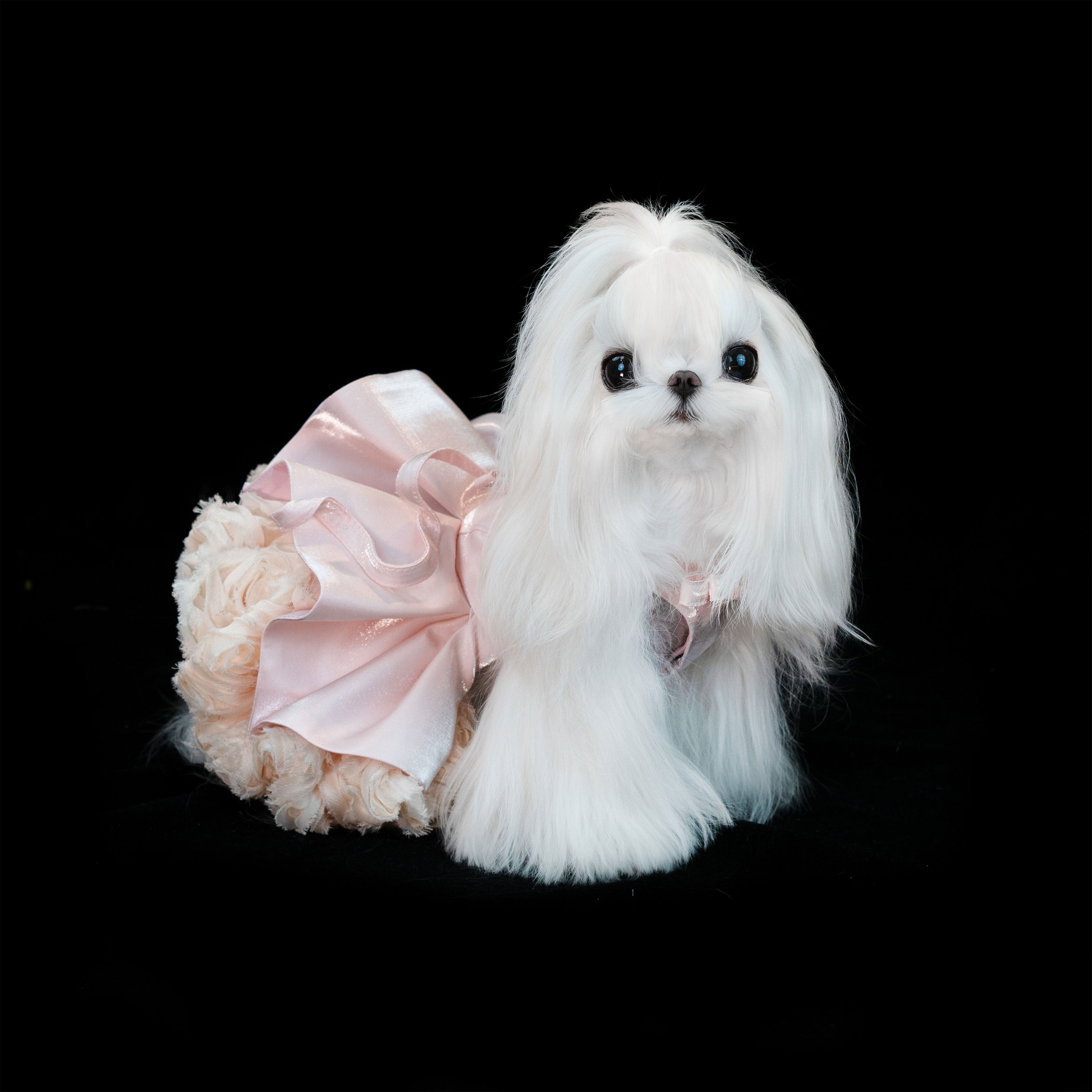 Gilded Paw Paw Satin Dream Rose Pet Dress
