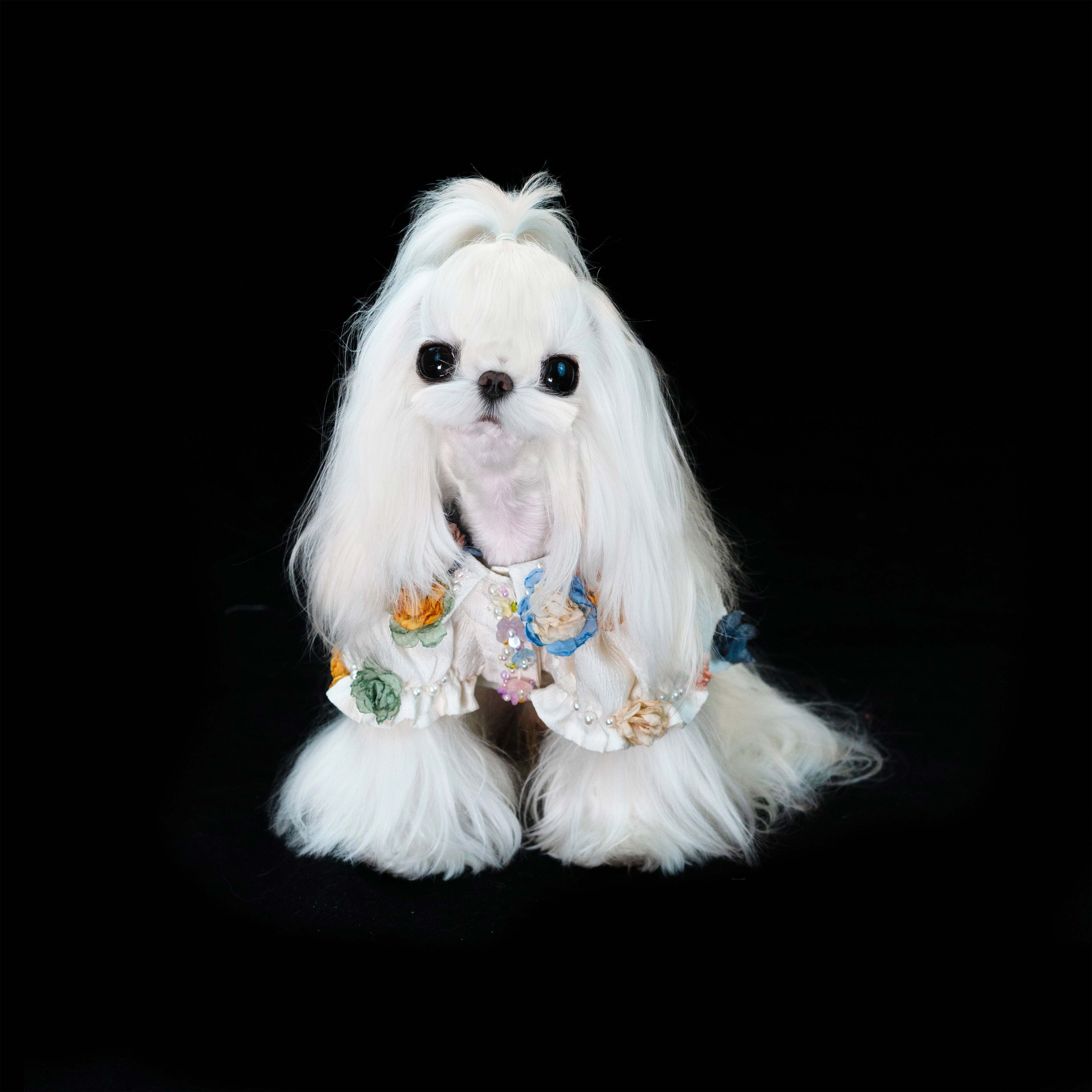 Gilded Paw Paw Cinder of the Spring God Pet Shirt