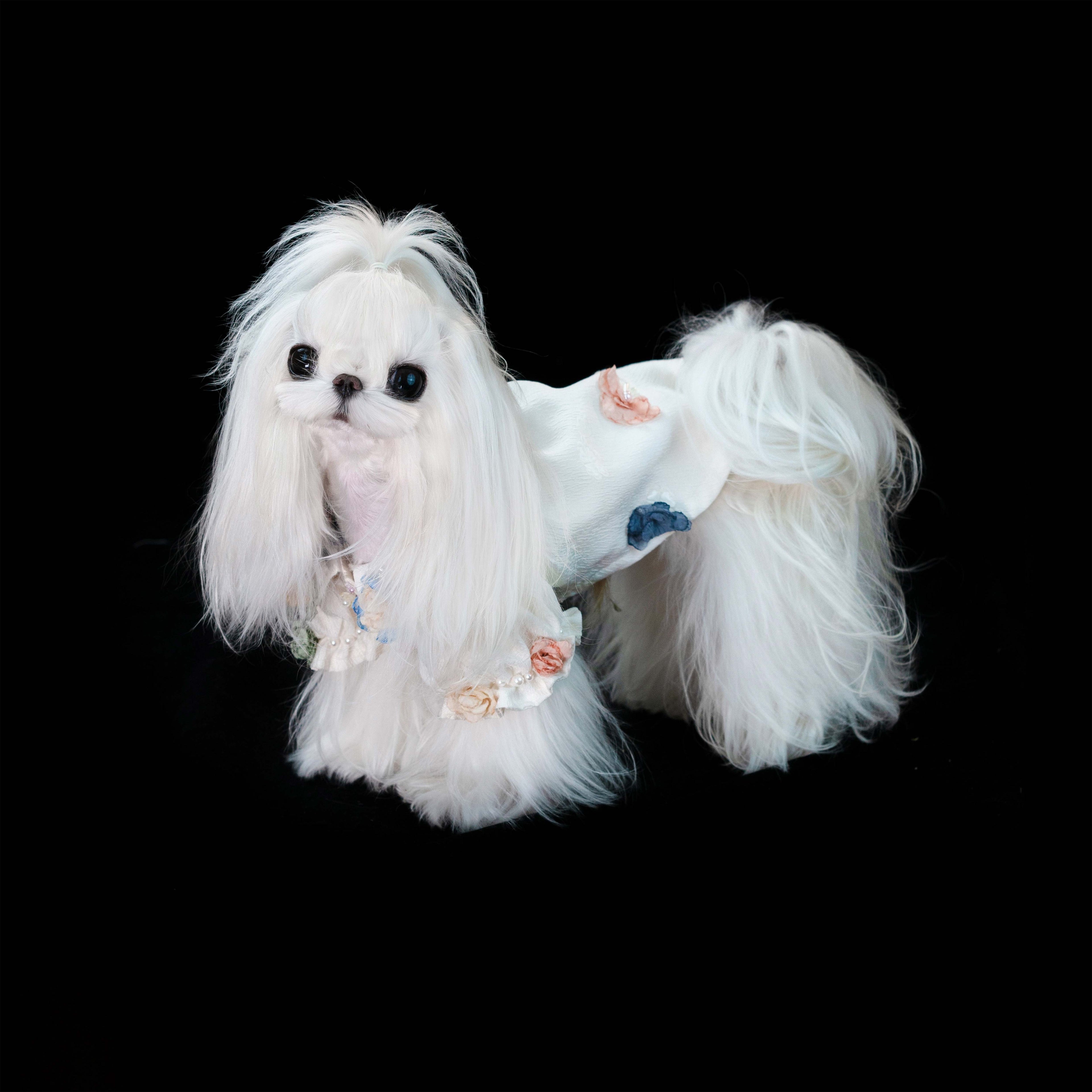 Gilded Paw Paw Cinder of the Spring God Pet Shirt