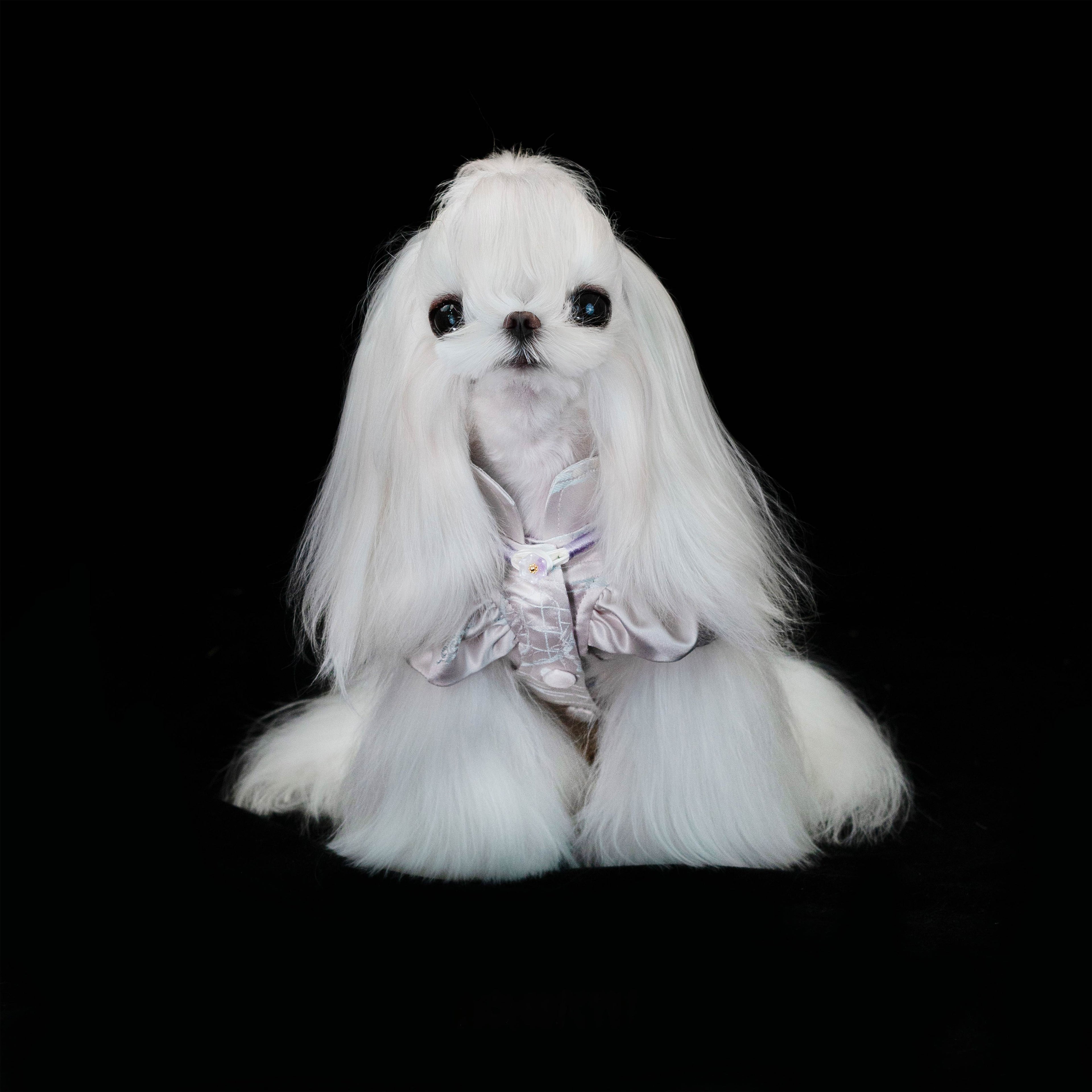 Gilded Paw Paw ICH Collection Framed Bloom Pet Shirt