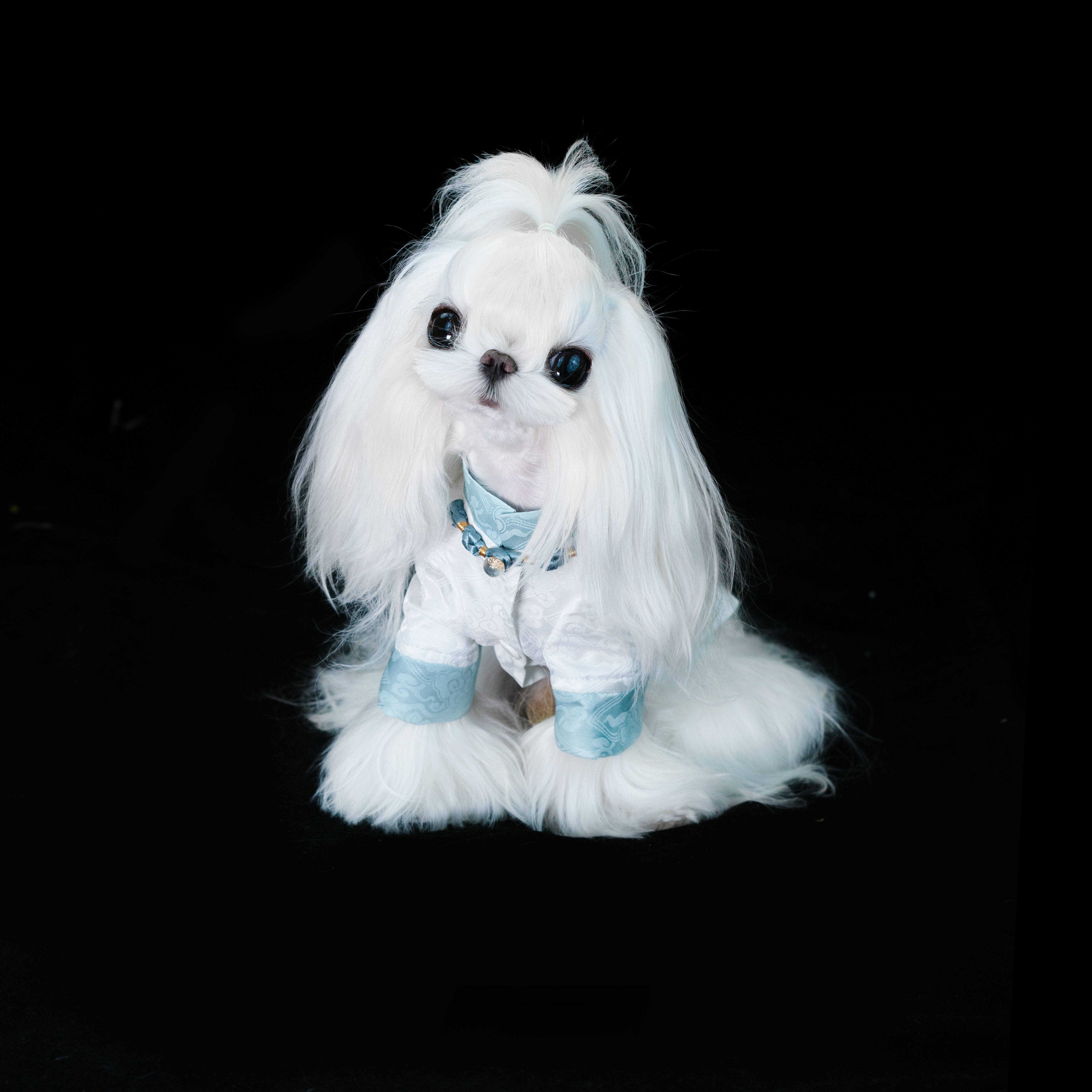 Gilded Paw Paw Underbridge Ripples Pet Shirt