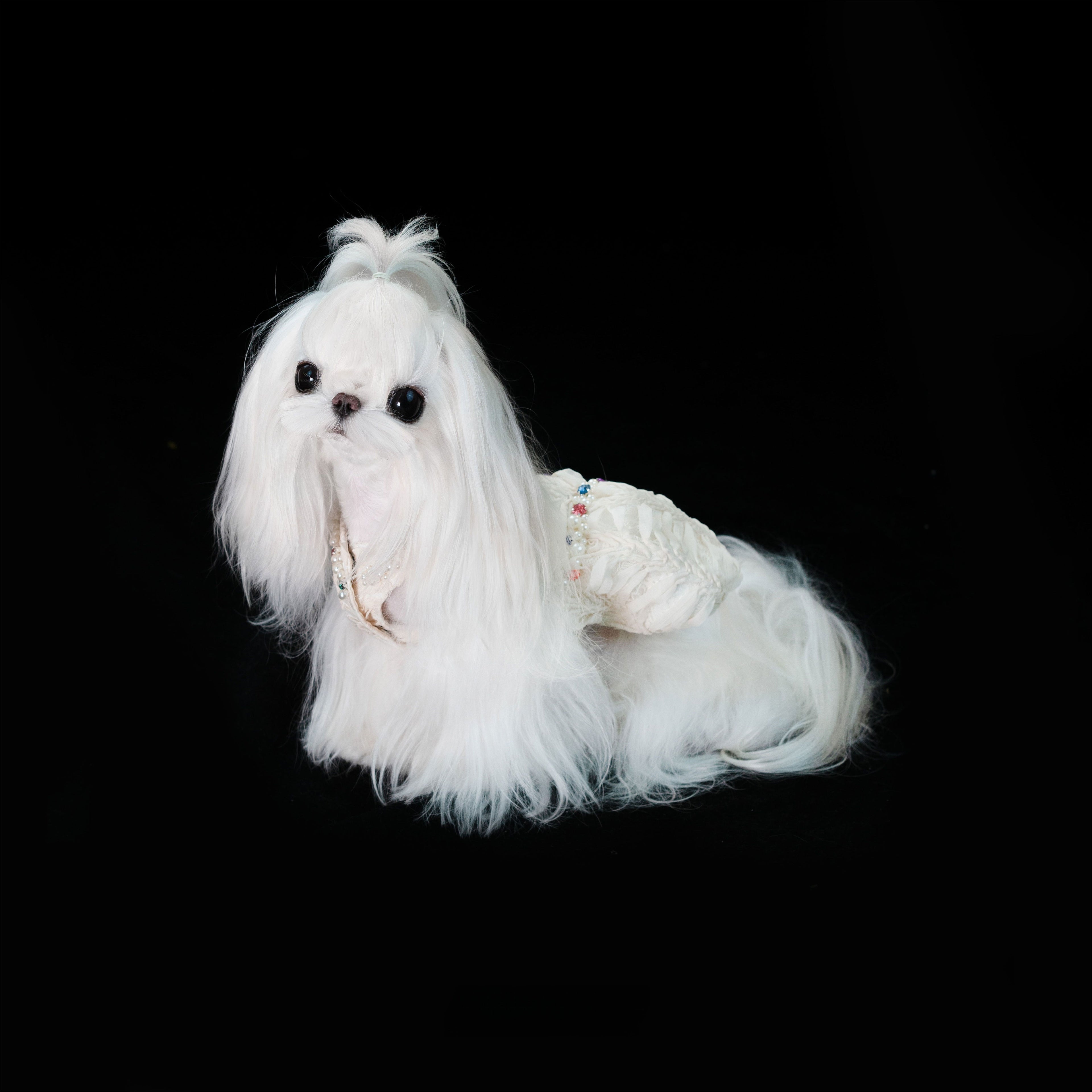 Gilded Paw Paw Leviathan's Gallery Pet Dress