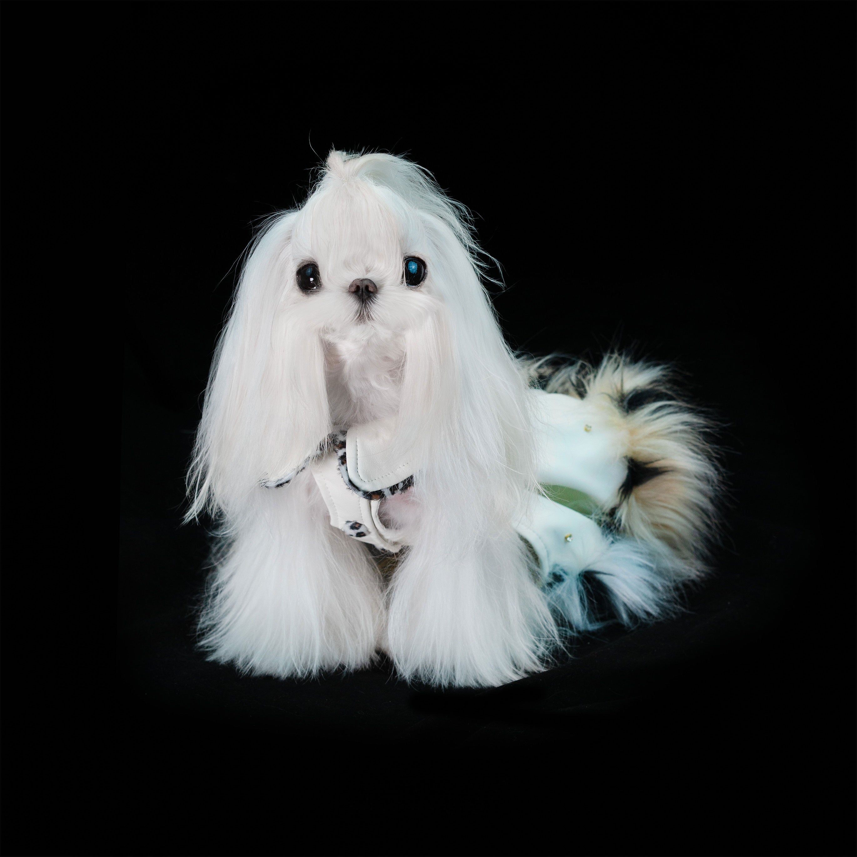 Gilded Paw Paw Phantom • Lynx Pet Dress