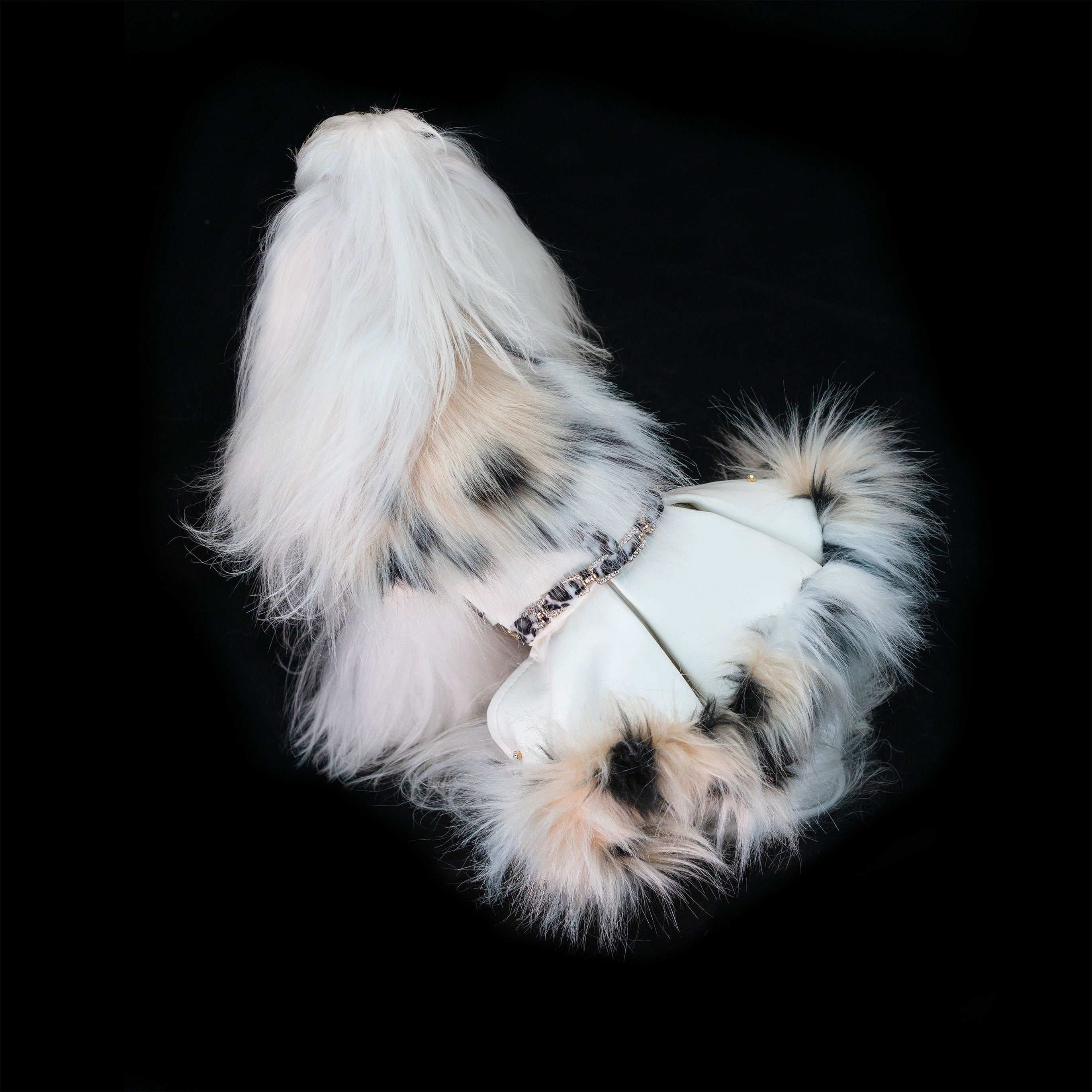 Gilded Paw Paw Phantom • Lynx Pet Dress