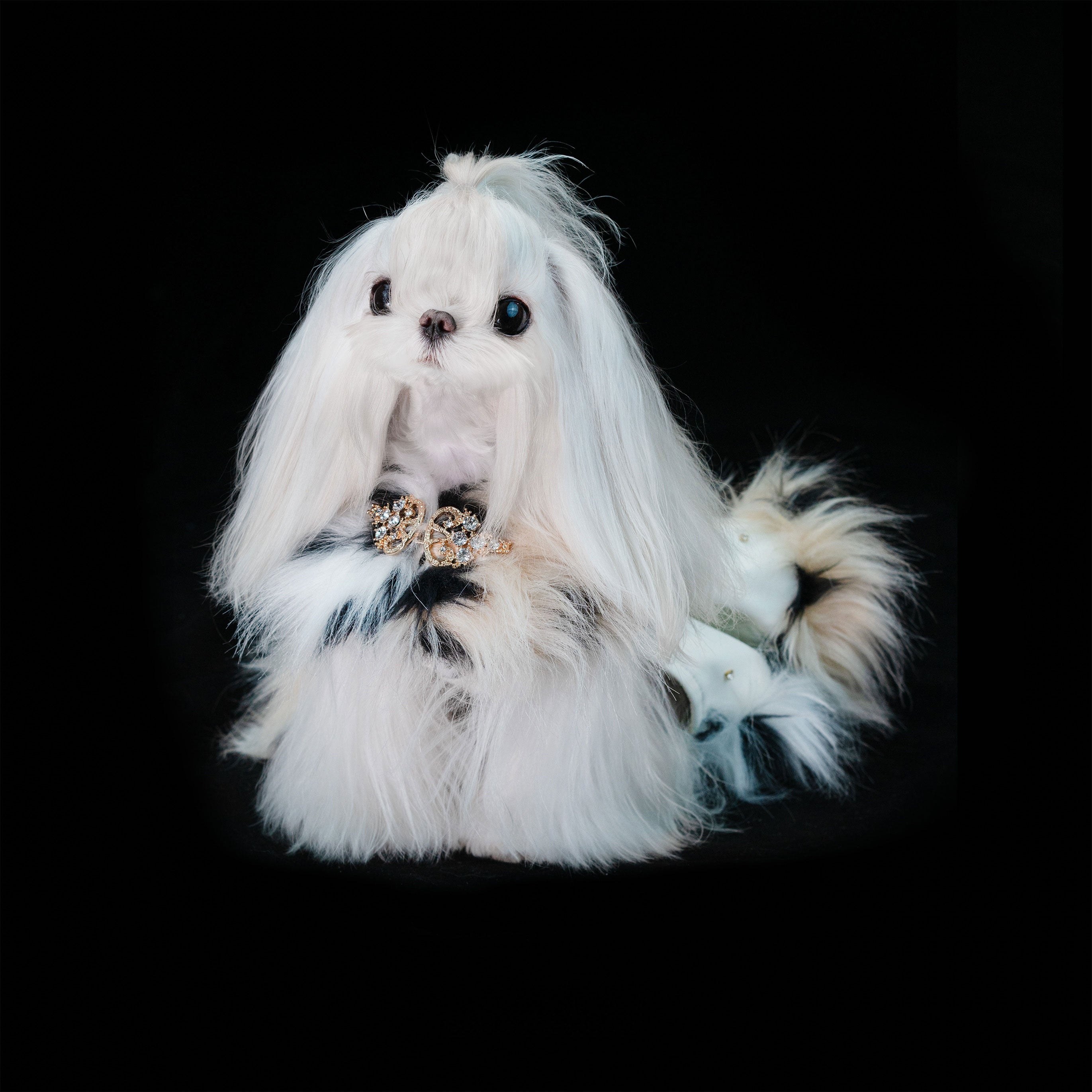 Gilded Paw Paw Phantom • Lynx Pet Dress