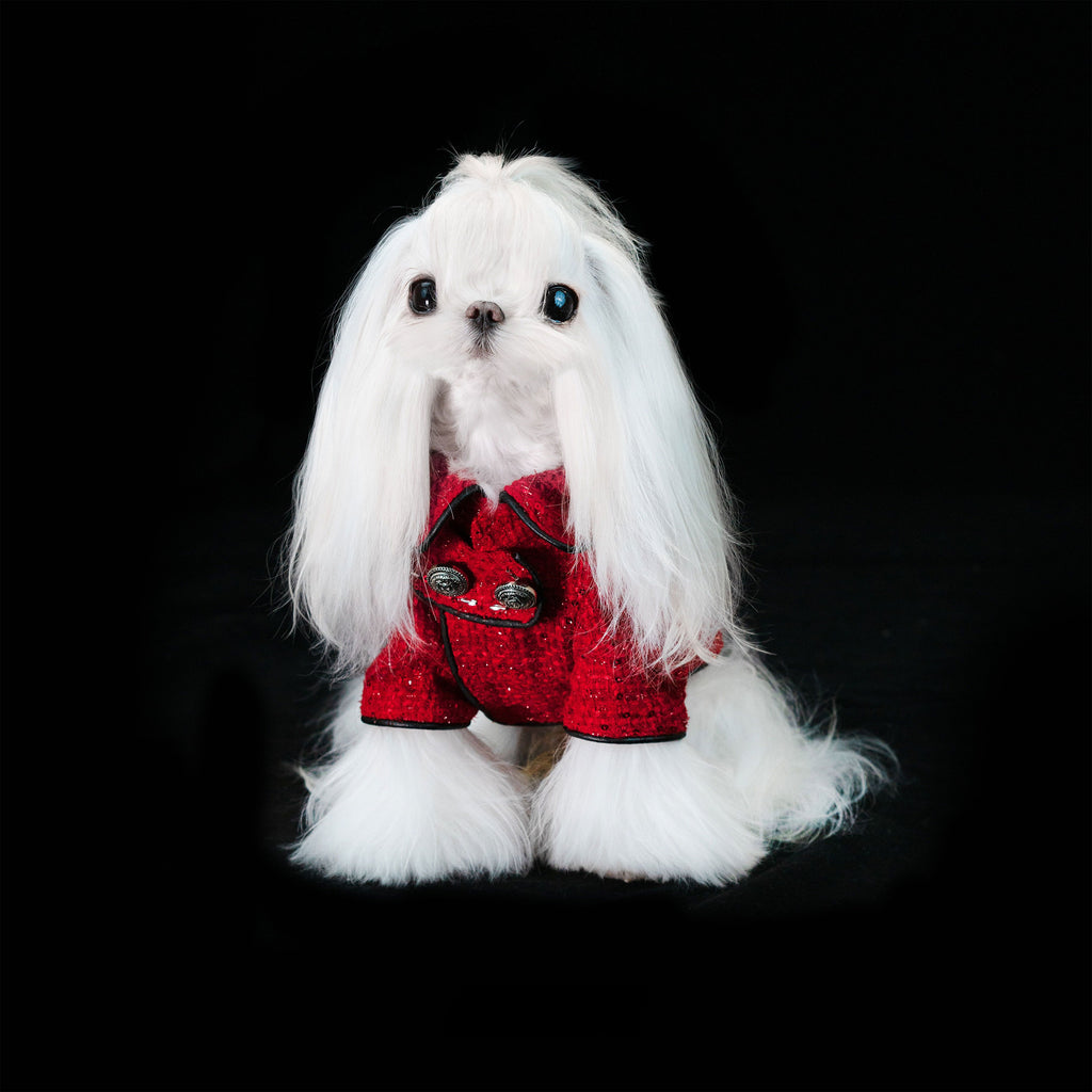 Gilded Paw Paw The Little Prince Pet Coat