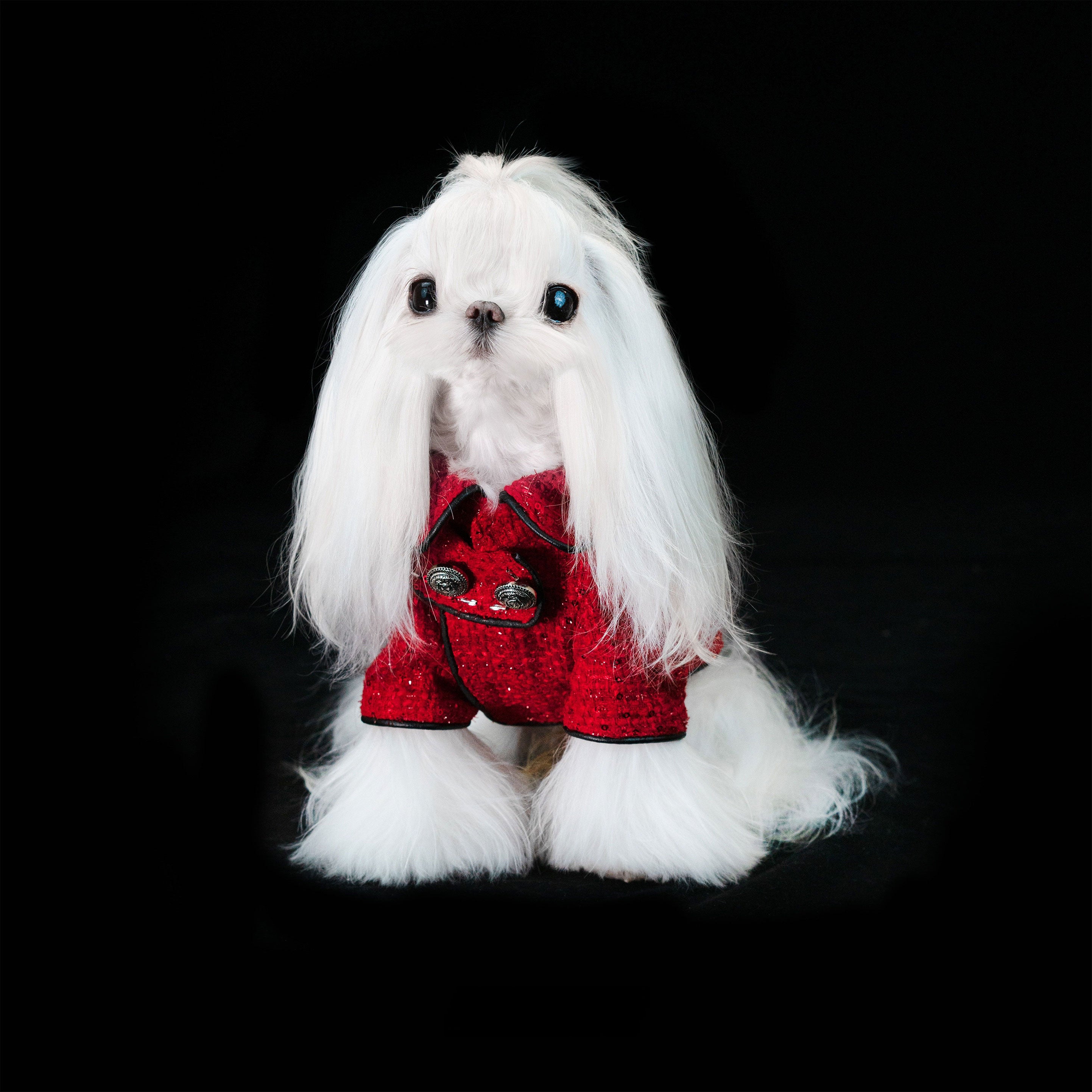 Gilded Paw Paw The Little Prince Pet Coat