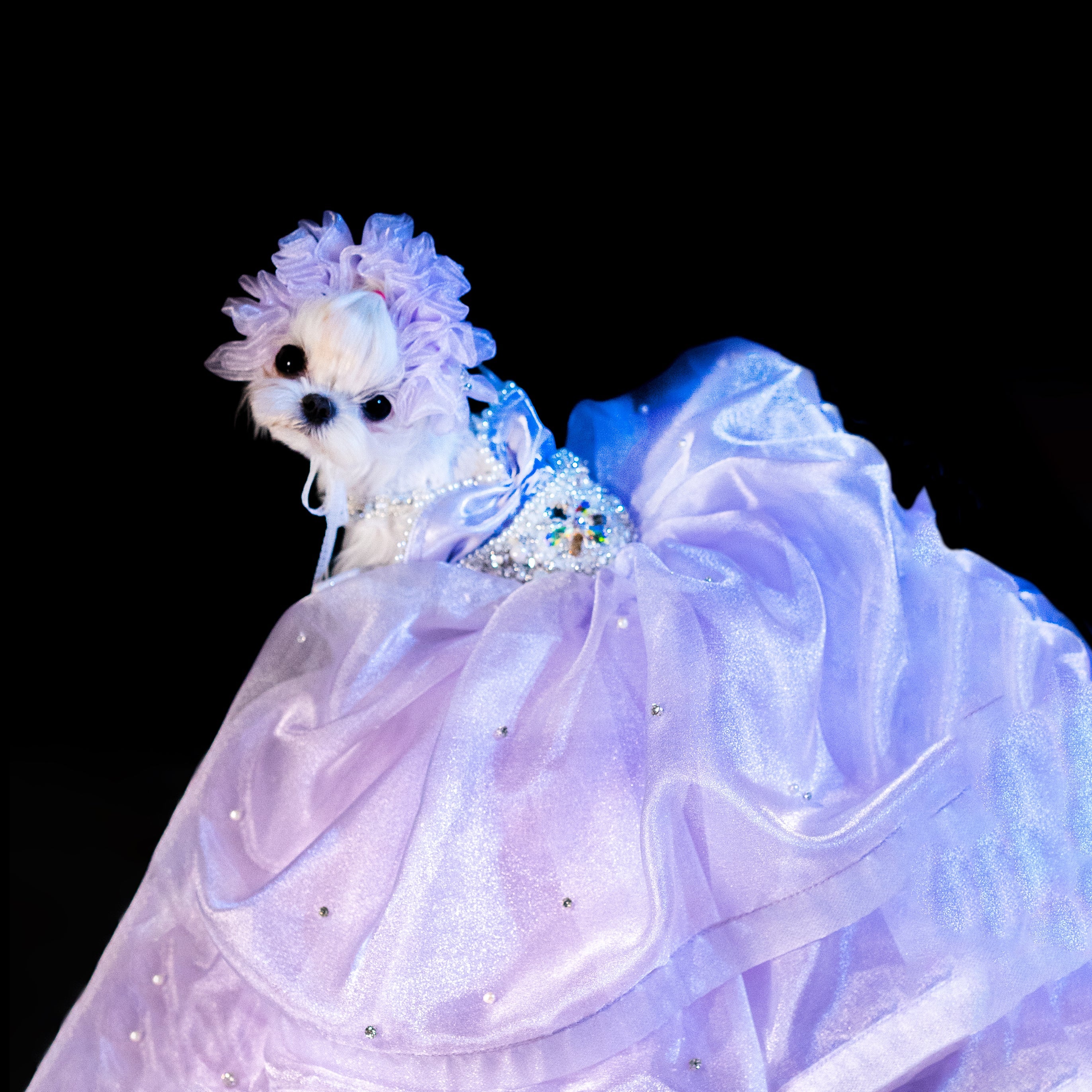 Gilded Paw Paw Estrella Pet Dress